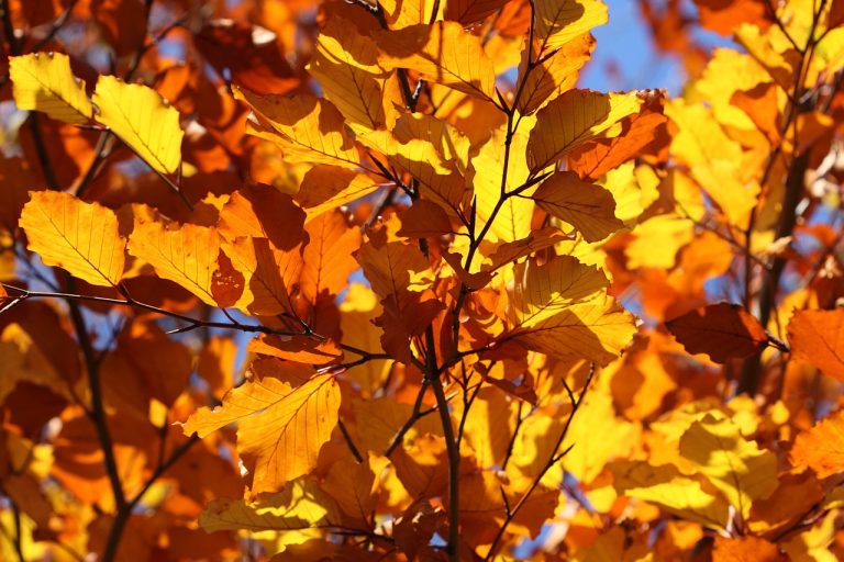 Leaf